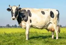 Veterinary Animal Care image